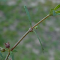 Oldenlandia umbellata L.